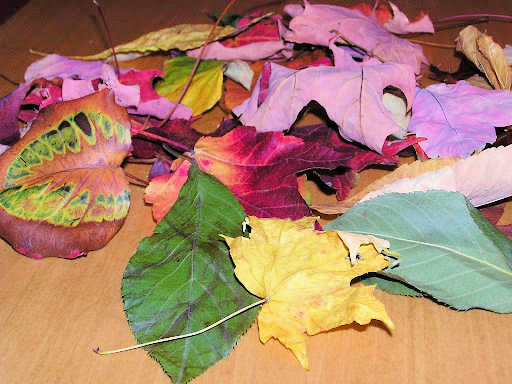 Pile of fall leaves